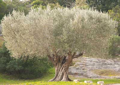 Taille des arbres fruitiers à Rochefort du Gard